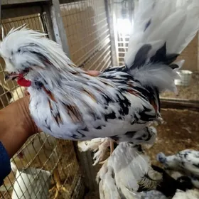 Карей Японский