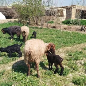 Owlakly Geçi 11 milÿon