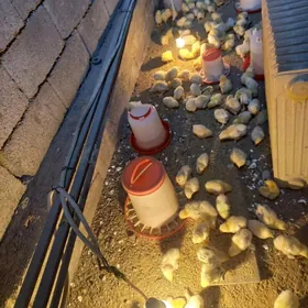 БАЛГАР ЯЙЦА