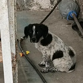 Ahotnik Güjük Охотник сабака