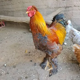 Брома хороз голт