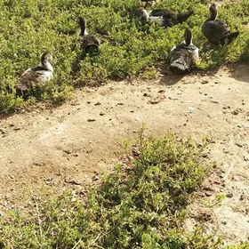 Indawutka ördek jūje