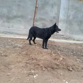 Awcalka  nemisiskiafcalka