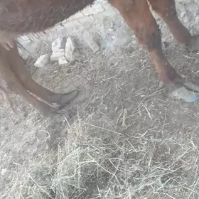 saglyk sygyr hocekli