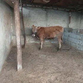 Siwes okuz tohum mal