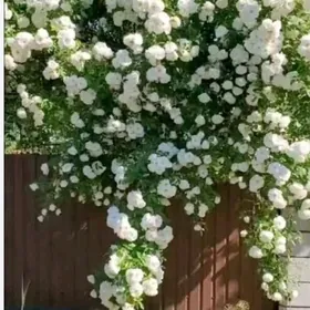 плитисти розы айсберг