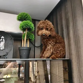 Собака-güjük  Той Пудель