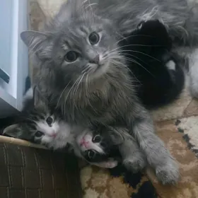 котята с кошкой