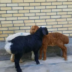 аргенал гисар