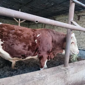 симинтал окузлер