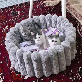 pisik котёнок