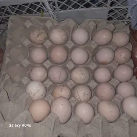 Balgarysky towugyn yumortasy