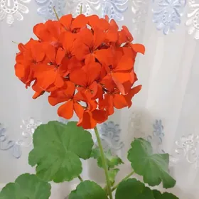 Герань , пеларгония.