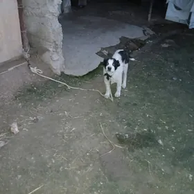 ТУРКМЕН. АЛАБАЙ. КОПЕК. 2АЙ