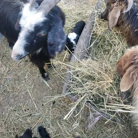 гузылы гоюн ве овлаклы гечи