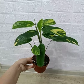 КТЕНАНТА ГОЛДЕН МОЗАИК