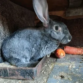 кролики четырёх месячные