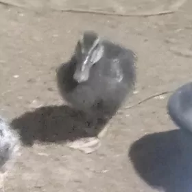 gak wak ördek juyje