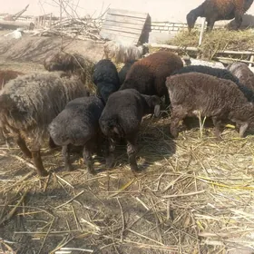 Гузулы гоюн ,гузалар..