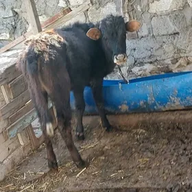 туве ве окуз