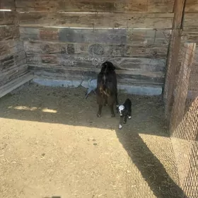 овлаклы гечилер