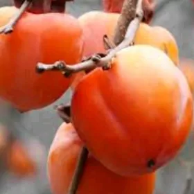 HURMA KARALYOK TURK NAHAL