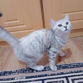 ŞOTLANSKI PISIK OYDEÇI ORKACY