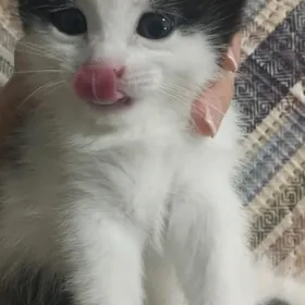 отдам в добрые руки котят 2мес