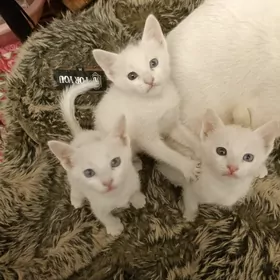 домашние животные