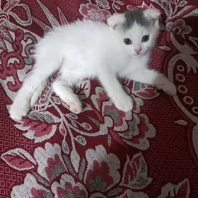 котенок вислоухий