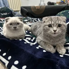 pisik кот вислоухшки