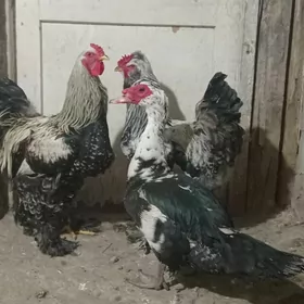 paroda horaz towuk abmen