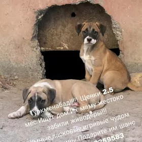 щенки в добрые руки