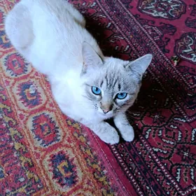 sotland pisik шотландский кот