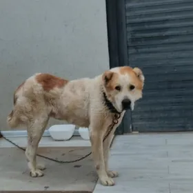 В ДОБРЫЕ РУКИ.