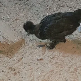 карлик жуже