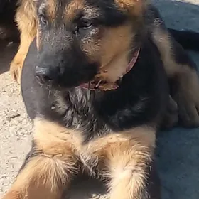 авчарка  немис