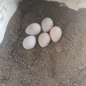 Indyuk  yumurtgasy индюк