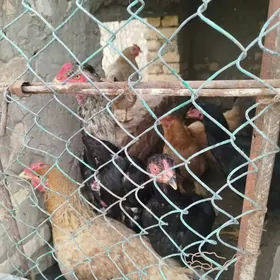 yumurtga bayes gigant