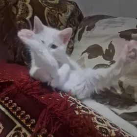 котенок 3.месяца