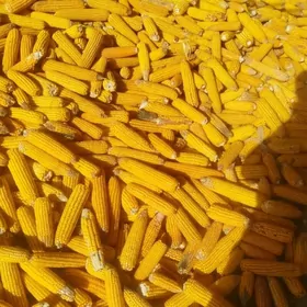 мекге иймлик