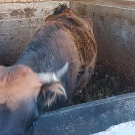 Гысыр сыгыр