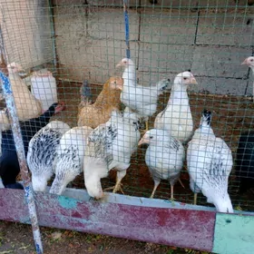 towuk яш 1 яшан