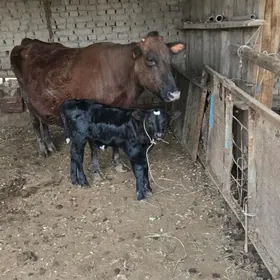 саглык сыгыр