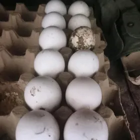 индюк йумуртга