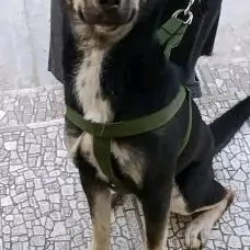 Авчарка смешанная с хаски