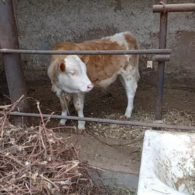 симентал флекви окузче