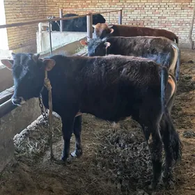 Bakylan okuz we uly sygyr