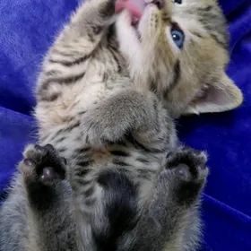 Золотистый табби