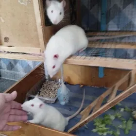 декоративные крысята